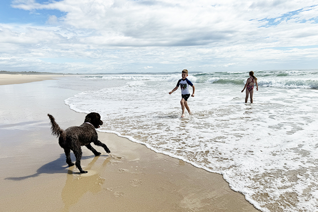 Children and a dog playing on a beach