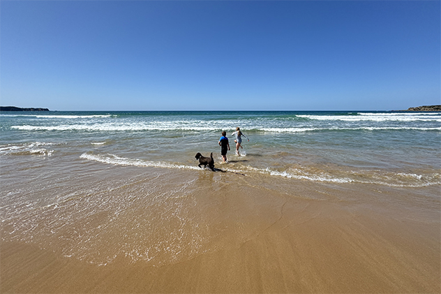 Children and a dog playing on a beach