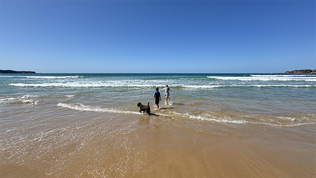 Children and a dog playing on a beach
