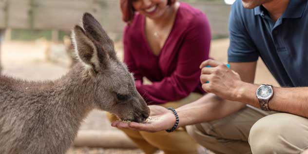 Feeding a kangaroo at Featherdale WildlifePark, Doonside in Sydney's west