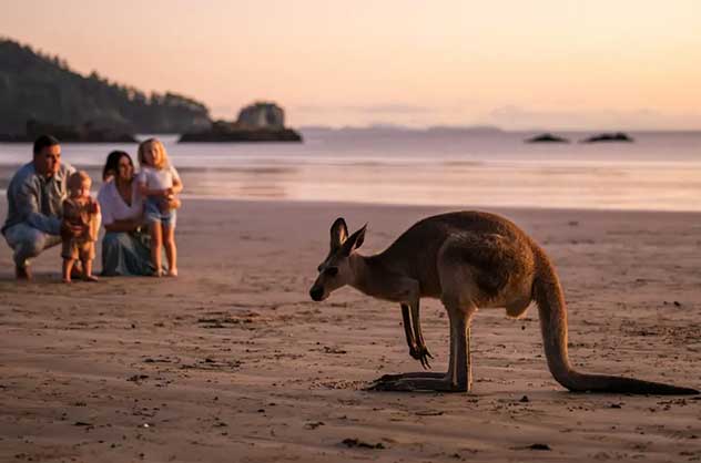 Kangaroos on beach Cape Hillsborough
