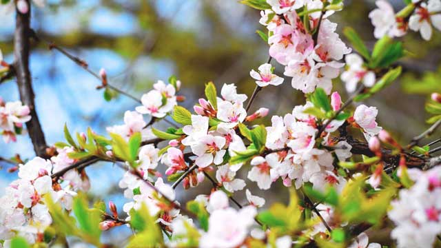 Cherry blossoms