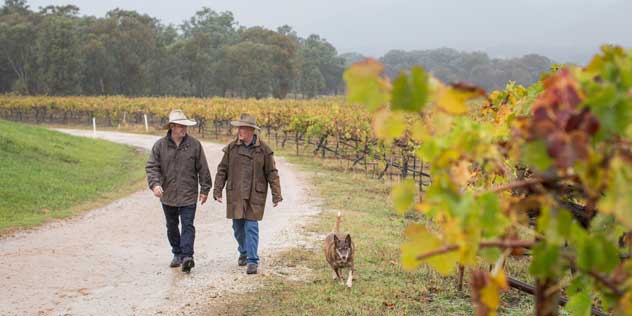 Winemakers Robert and Jacob Stein walking through their vineyard in Mudgee.