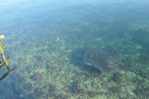 Stingray swimming past Mill Bay Boardwalk