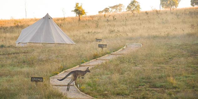 A kangaroo bounds past a glamping tent