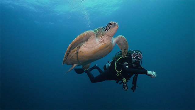 Snorkeling with a turtle