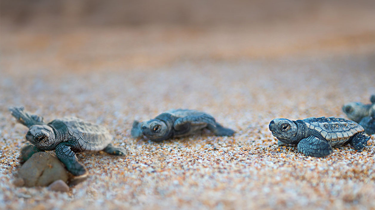 Baby turtles at Mons Repo