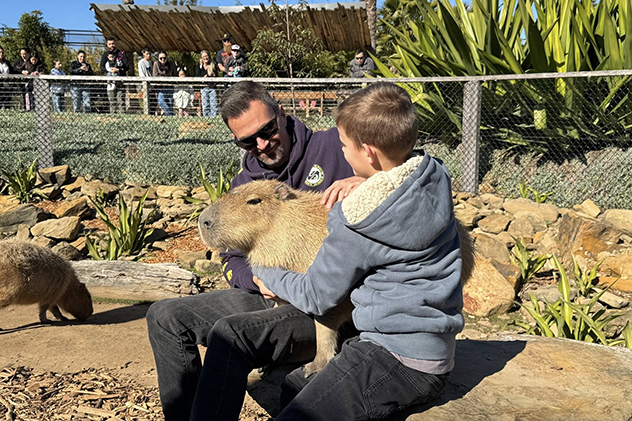 Capybara encounter at Sydney Zoo