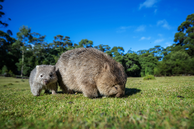 Mother and baby wombat eating grass.