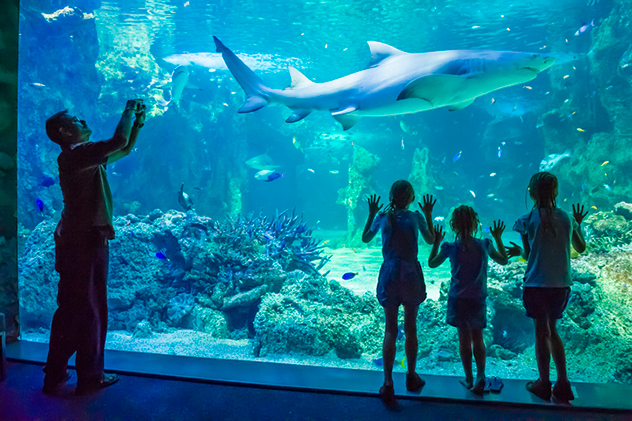 NRMA members get a discount at Sydney Aquarium