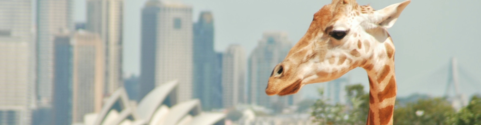 Taronga zoo giraffe Sydney NSW giraffe with Sydney opera house in the background