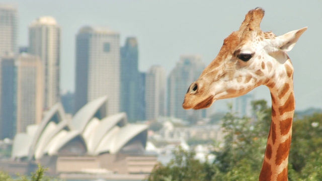 giraffe with Sydney opera house in the background