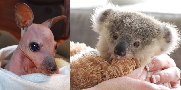 Kangaroo and koala joeys