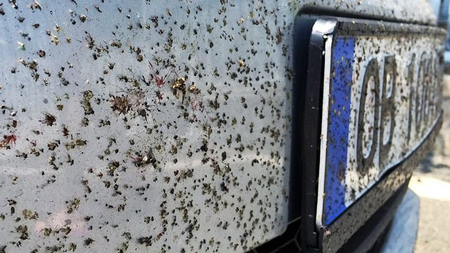 Dead insects stuck to a car's front bumper and licence plate