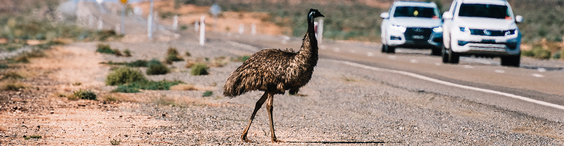 an emu walking across an outback road
