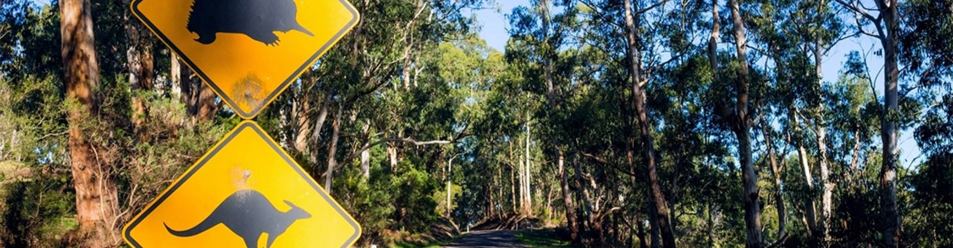 Road signs on a country road warning of animals in the area
