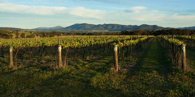 Vineyard, Denman NSW