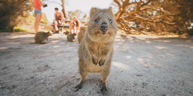 A quokka