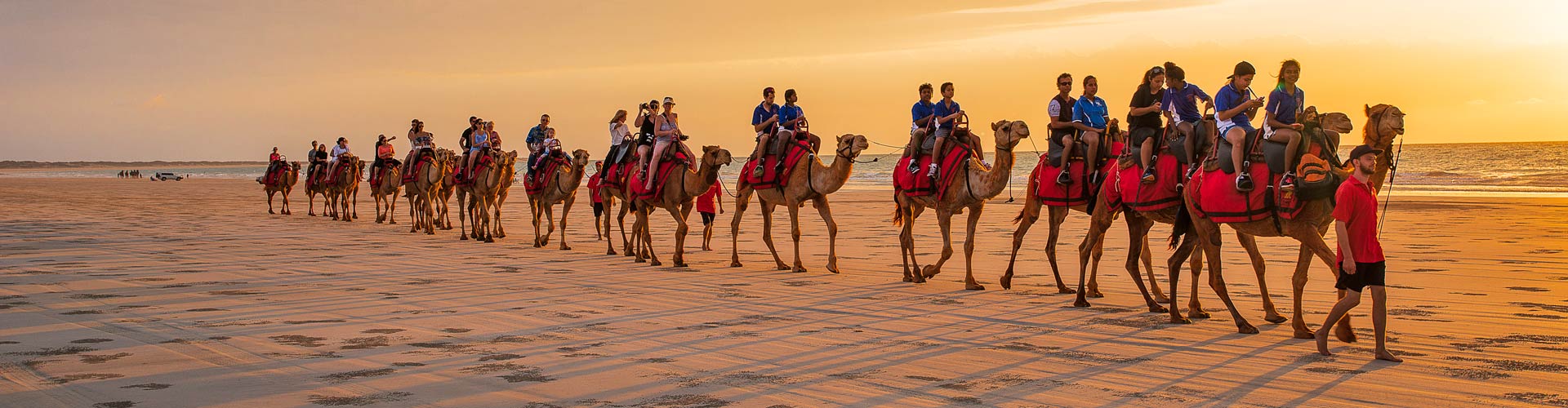 Camels on Cable Beach at sunset