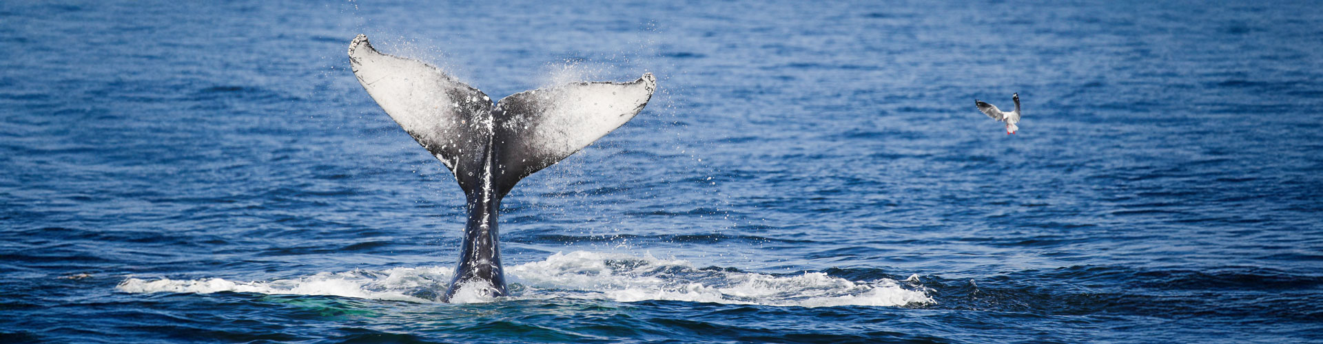 A humpback whale's tail out of the water