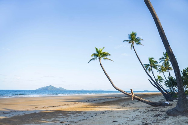 A woman sits on a palm tree leaning over Mission Beach