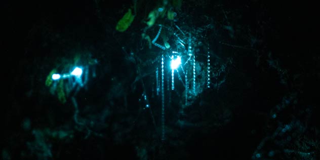 A close up image of glow worms in the Otway forest