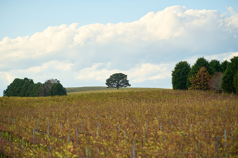 Southern Highlands Winery, Sutton Forest