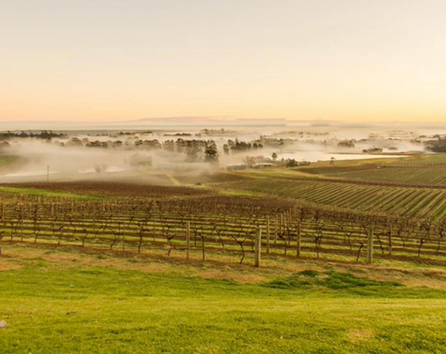 audrey-wilinson-vinyards-nsw-900x715 Slide 2