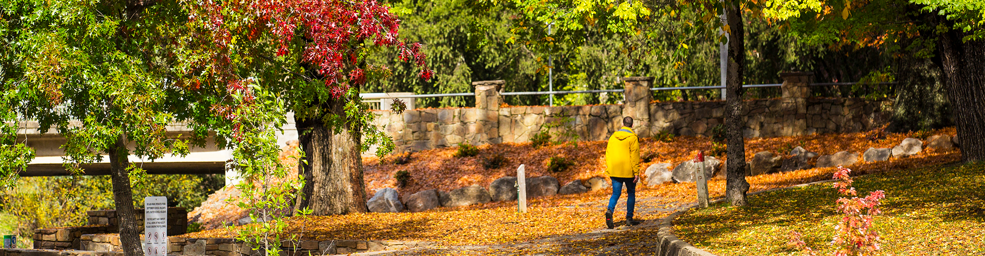 Autumn leaves in Bright