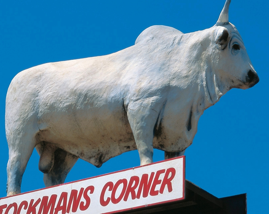 big-bull-rockhampton-qld-900x715 Slide 1