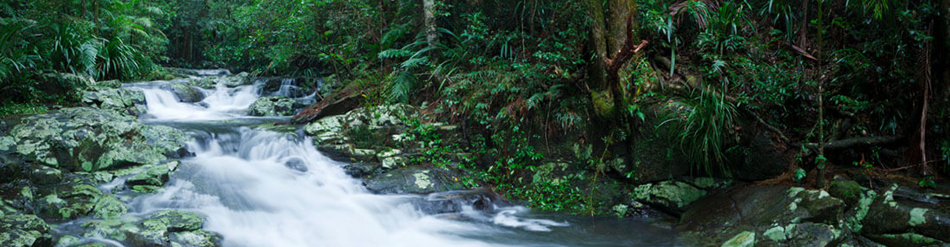 A gushing river through dense rainforest