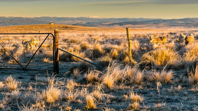 dry grassy hilltop paddock with sheep