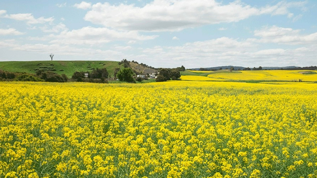 canola-farm-southern-highlands-nsw-640x360 Bright yellow canola flowers stretch across flat fields, broken only by a homestead at the foot of a green hill.