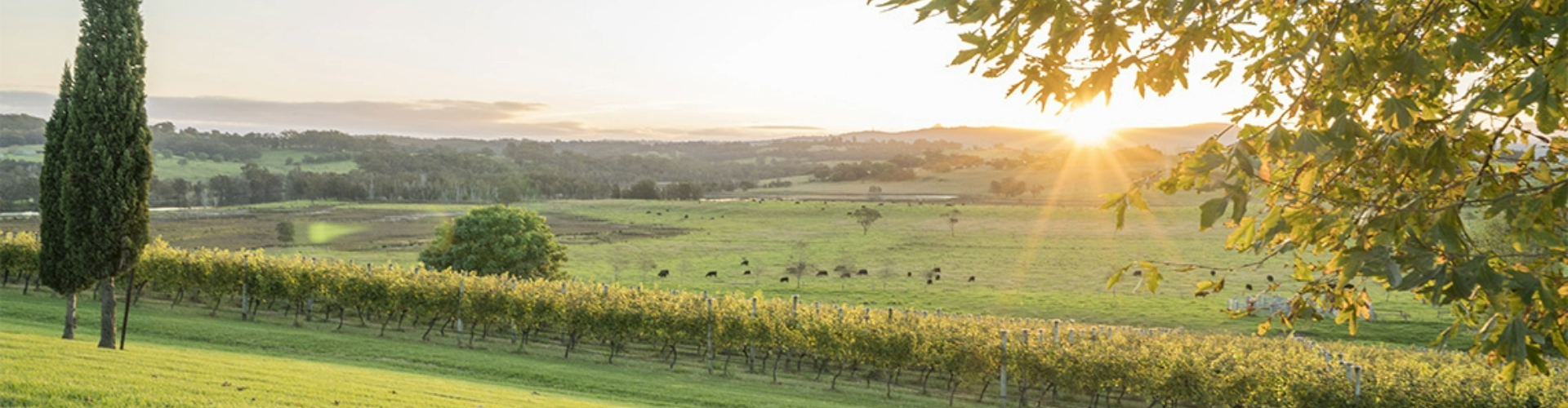 cupitts-winery-ulladulla-nsw-1920x500 A sunset over a vineyard, with paddocks and treed hills stretching toward mountains on the horizon.