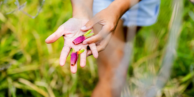 Hands holding flowers on a leafy grassy background
