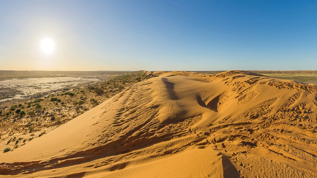 The top of a sand dune with vehicle track marks going over it, lit by the sun and surrounded by scrubby, sandy desert.
