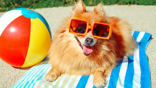 A happy brown pomeranian dog in sunglasses sitting in the sun on a beach towel next to a beach ball.