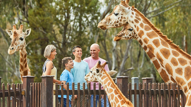 A couple and two boys smiling as they look up at three giraffes behind a wood fence.