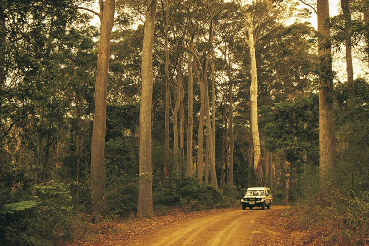 durras-forest-road-suv-nsw-1200x800 Slide 1