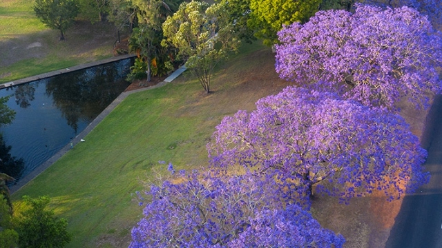 Grafton NSW Jacaranda trees arial view of a road lined by jacaranda trees covered in purple flowers