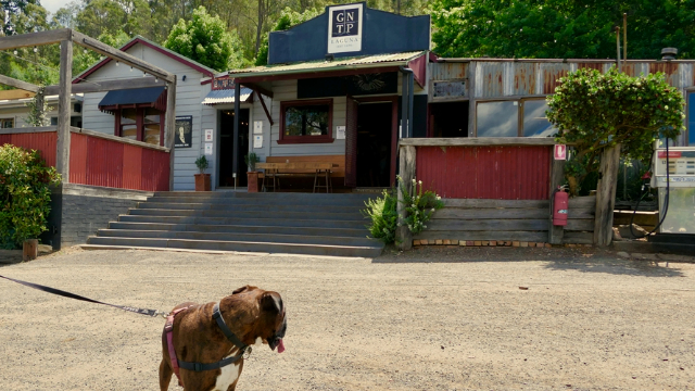 A large dog tied in front of stairs leading up to a low-set cafe and patio surrounded by trees on a sunny day.