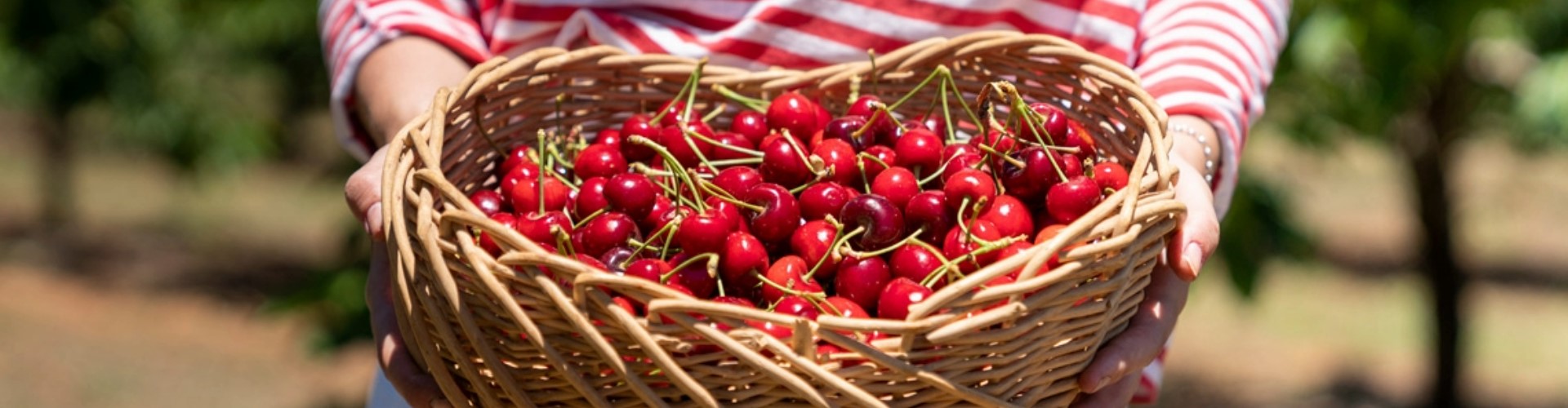 hands-holding-cherry-bowl-nsw-1920x500 A person wearing a red and white striped shirt, holding a wicker bowl of cherries.