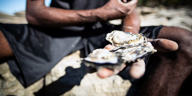 Fresh oysters