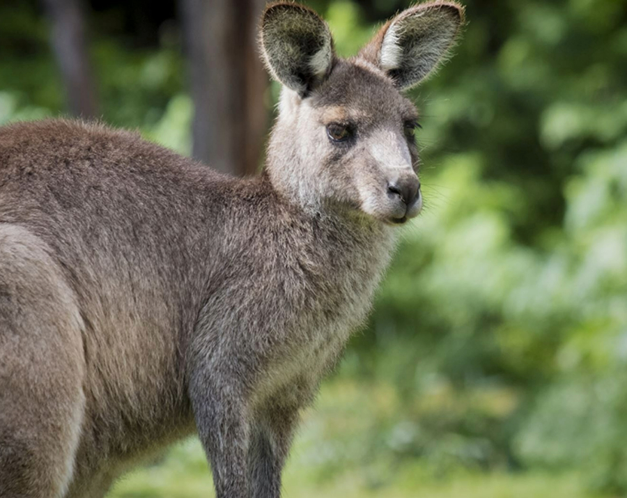 kangaroo-at-mt-richmond-park-vic-900x715 Slide 2