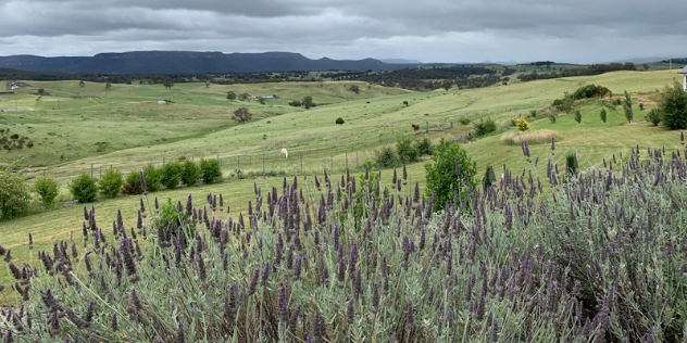  A large patch of lavender plants grow on a hill that leads to rolling green paddocks and mountains in the distance.