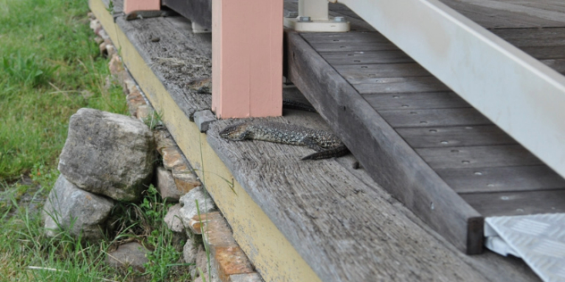 A lizard lies nearly camouflaged along the base of a worn wood walkway, built over flat stones.