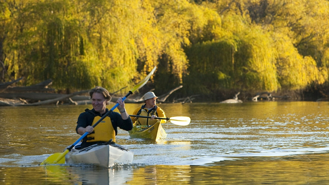 Two men kayaking along a sunny, mangrove and tree-lined riverbank.