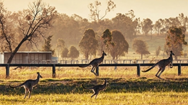 kangaroos in a paddock brisbane QLD