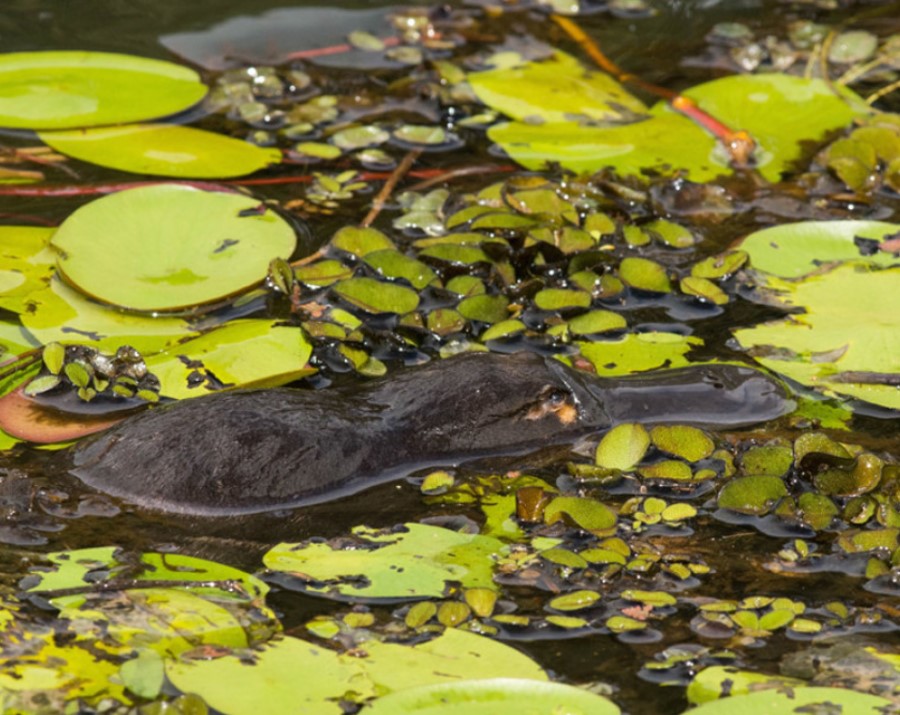 platypus-on-fnq-nature-tour-qld-900x715 Slide 4