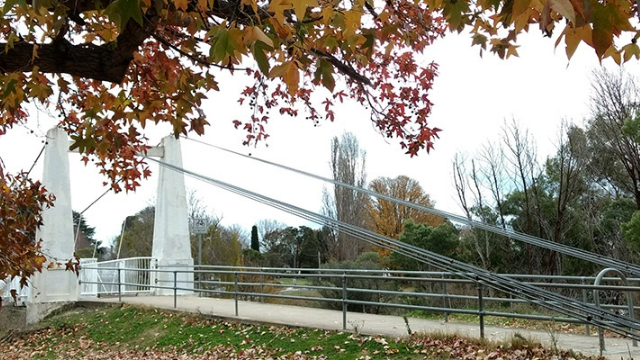 A suspension bridge with white pillars on either side, surrounded by trees, turning colour for autumn.